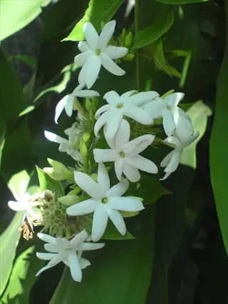 cluster of common jasmine flowers with green leaves in natural sunlight