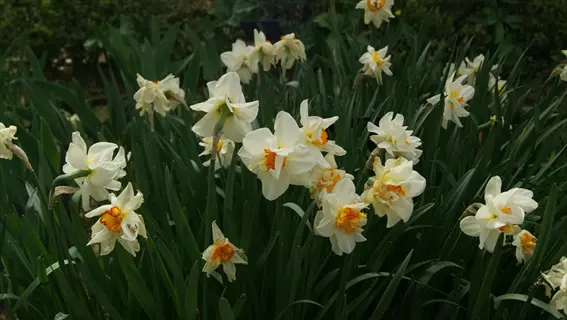 cluster of double narcissus blooms with white petals and orange centers among green foliage