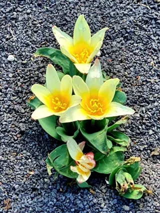 cluster of kaufmanniana water lily tulips with star - shaped yellow blooms edged in white, growing in gravel