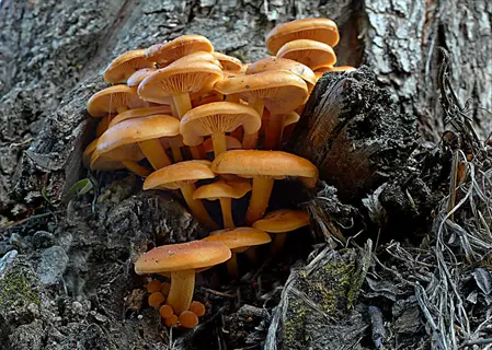 cluster of mushrooms growing on a tree trunk in a natural forest setting with wood chip bed and leaf litter