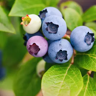 cluster of northsky blueberry fruit at various ripeness stages (green, purple, blue) on a blueberry plant with glossy green leaves