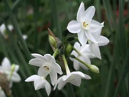 cluster of paperwhite narcissus flowers with white petals and yellow centers amidst green foliage