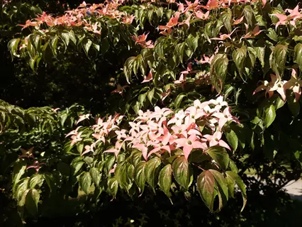 cluster of pink star-shaped flowers on a scarlet fire dogwood tree branch with lush green leaves