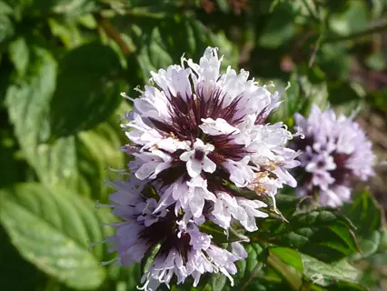cluster of purple mint flowers blooming among green foliage