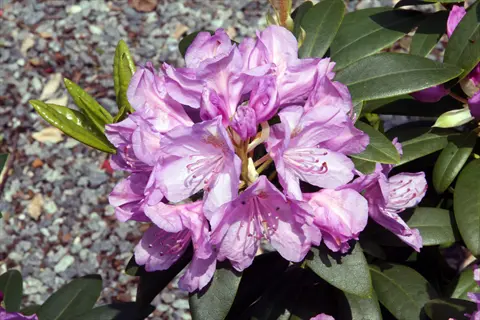 cluster of purple rhododendron grandiflorum flowers with glossy green leaves against a gravel background