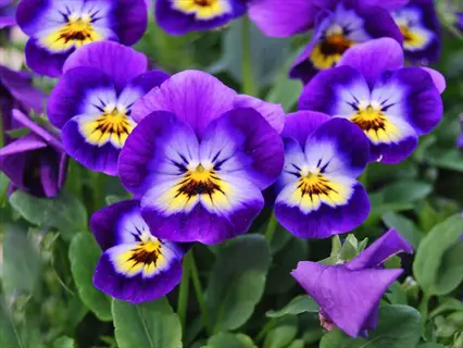 cluster of purple viola flowers with yellow-marked centers among green foliage