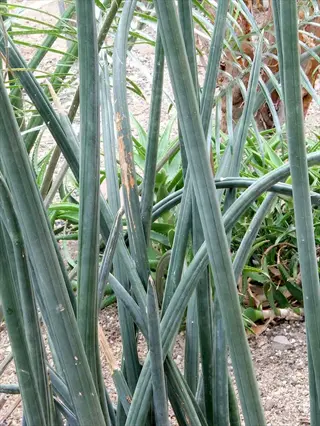 cluster of sansevieria cylindrica round plants featuring tall, cylindrical green leaves growing in sandy garden environment