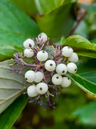 cluster of silky dogwood berries shrub with white fruits and green foliage