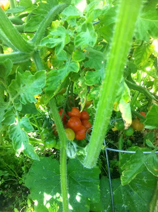 cluster of sweet million tomatoes ripening on the vine in a garden, featuring red and green fruits surrounded by lush green foliage