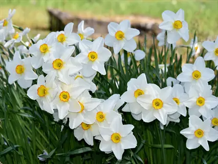 cluster of white actaea poeticus narcissus flowers with yellow-red coronas in a sunny garden