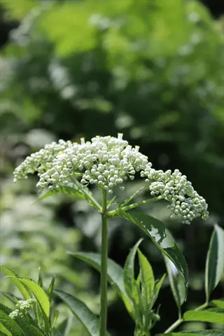 cluster of white elderflower blossoms in an umbel formation with green foliage background