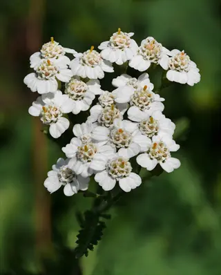 cluster of white yarrow achillea flowers with yellow centers and delicate petals against soft-focus green foliage