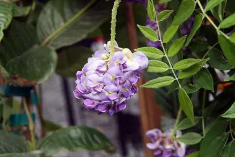 cluster of wisteria amethyst flowers with green leaves