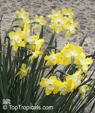 cluster of yellow cyclamineus daffodil orange flowers with white centers and green leaves on gravel ground