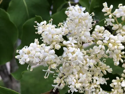 clusters of white japanese tree lilac (syringa reticulata) flowers with green leaves in sunlight