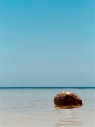 coconut floating in the ocean under a clear blue sky, with calm water and distant horizon