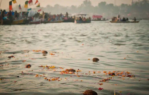 coconuts floating in river during festival: brown husks drift among marigold offerings near crowded boats with colorful flags at dawn. people visible on vessels