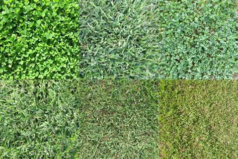 collage of grass types including tall fescue lawn with varied green textures and densities