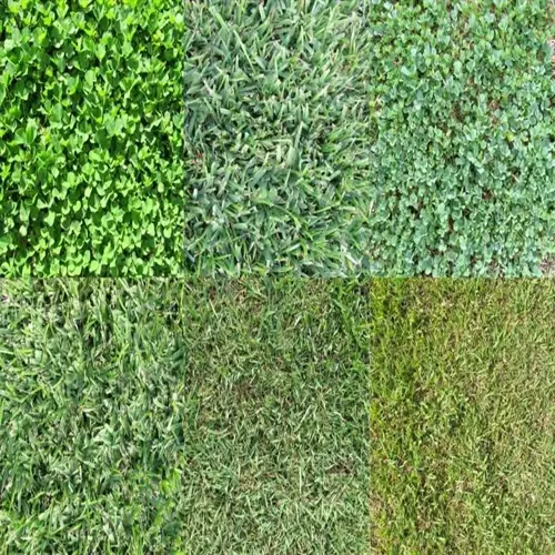 collage of six grass textures featuring a kentucky bluegrass lawn section among other turf varieties