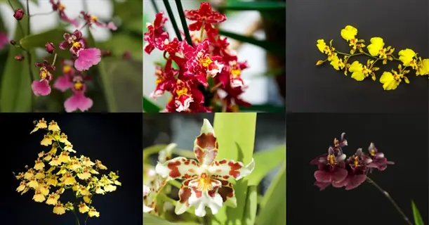 collage of six vibrant orchids showcasing color diversity, illustrating orchid temperature care through healthy blooms in varied environments