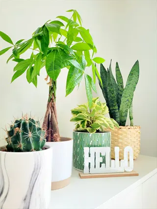 collection of ceramic decorative houseplant pots with diverse indoor plants and a 'hello' sign on a white surface