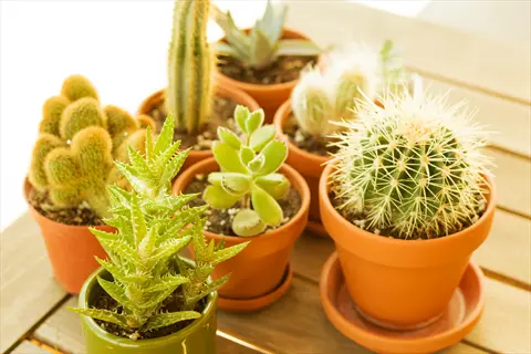 collection of terra cotta cactus pots with drainage saucers displaying diverse cacti and succulents on a wooden table in natural light