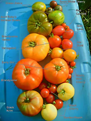 colorful heirloom tomatoes varieties display with labeled names (e.g., green zebra, brandywine), showcasing diverse fruit quality and shapes