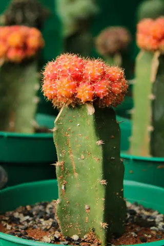 colorful moon cactus with vibrant orange-red crowns on green stem, planted in teal pot with gravel and blurred background cacti