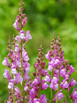 colorful snapdragon flowers in full bloom with pink and white petals