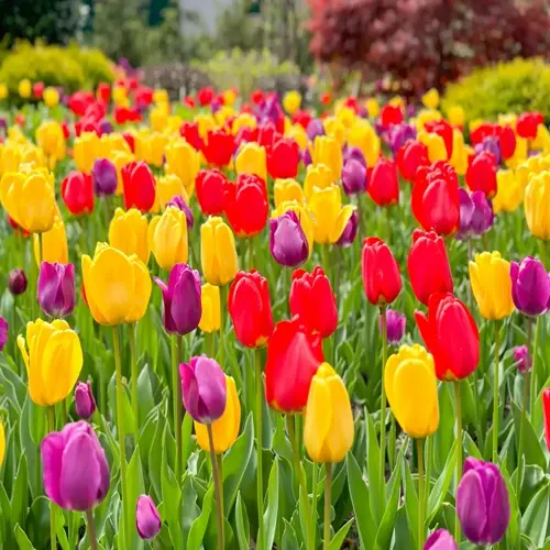 colorful spring bulbs garden blooming with red, yellow, and purple tulips