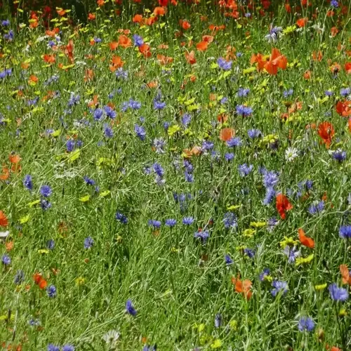 colorful wildflower meadow in bloom with red poppies, blue cornflowers, and yellow daisies