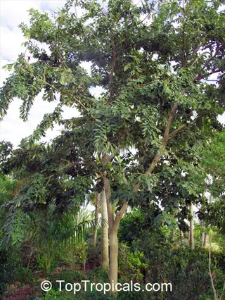 columnar dogwood tree with thick trunk and dense green foliage in a tropical garden setting featuring palm trees and shrubs