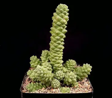 columnar succulent (euphorbia type) with prominent offsets/pups growing at its base in a black pot with gravel topping. isolated on black background