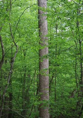 columnar tulip tree landscape in dense green forest