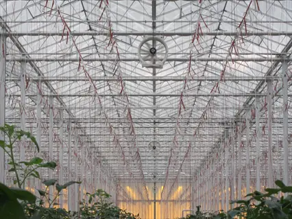 commercial greenhouse interior with open greenhouse roof vents, structural framework, and suspended plant training lines under polycarbonate roof panels