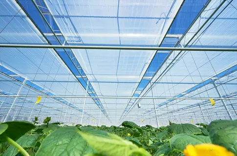 commercial greenhouse interior with retractable greenhouse energy screen thermal insulation panels on roof structure, regulating light and climate above cucumber crops