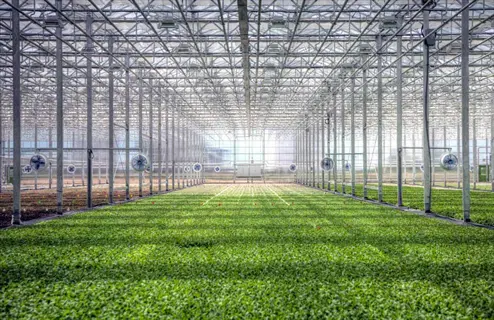 commercial greenhouse interior with ventilation fans and dense crop rows in a co2 enrichment greenhouse