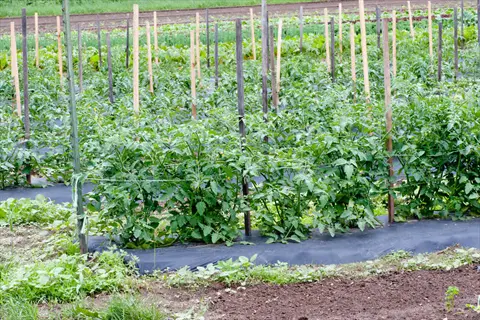commercial tomato field with wooden stakes and horizontal support lines for tomato cage stake system