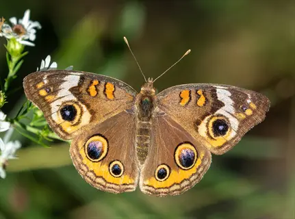 common buckeye butterfly (junonia coenia) with distinctive eye spots on its wings, resting on white asters in a sunny garden