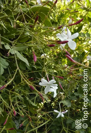 common jasmine flowers with white star-shaped blooms and reddish buds on green foliage