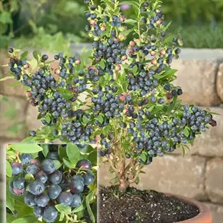 compact blueberry plant (jelly bean blueberry variety) heavy with ripe purple berries in a terracotta pot, with an inset close-up of the fruit clusters