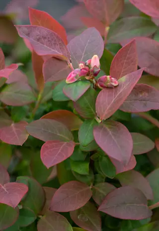 compact blueberry plant with reddish new growth and pink flower buds, showcasing characteristics of peach sorbet blueberry varieties in early growth stage