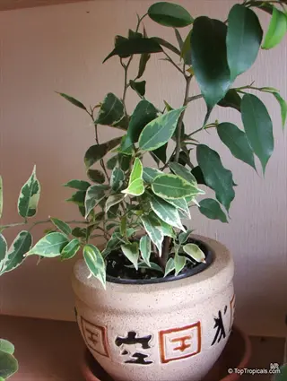 compact ficus benjamina in a ceramic pot with decorative asian characters
