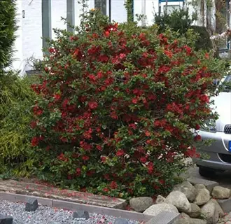 compact forsythia blooming with vibrant red flowers in a residential garden, surrounded by rocks and gravel near a house