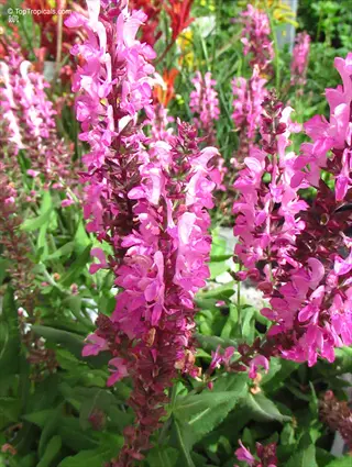 compact sage container showcasing vibrant pink salvia flowers among green foliage