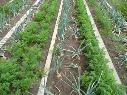companion planting garden with rows of onions and carrots for natural pest control