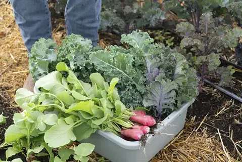 companion plants garden rows: harvested leafy greens and radishes in a tub with rows of diverse crops in a straw-mulched garden