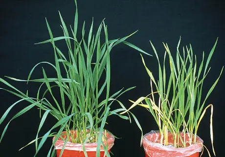 comparison of healthy grass plant and nitrogen deficient plant in red pots showing yellowing leaves