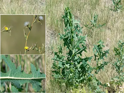composite image showing lettuce plant with seed heads (top-left), mature plant in grassy field, and close-up of lettuce leaf (bottom-left)