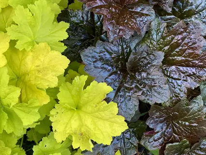 contrasting heuchera coral bells foliage with bright lime-green leaves on left and deep burgundy leaves on right